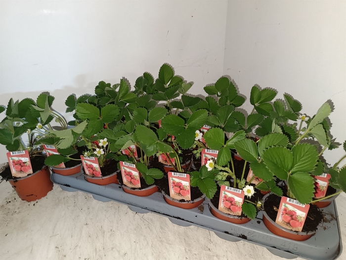 <h4>Fragaria ananassa 'Ostara'</h4>