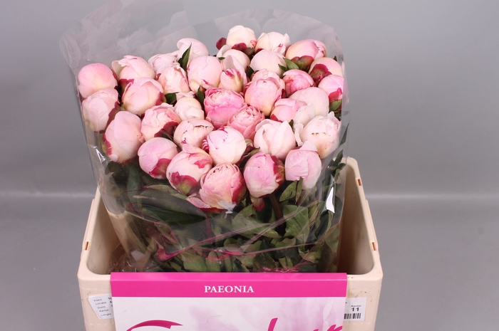 <h4>Paeonia Gardenia | Heavy Quality</h4>