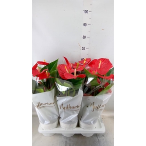 Anthurium andr. 'Minnesota'