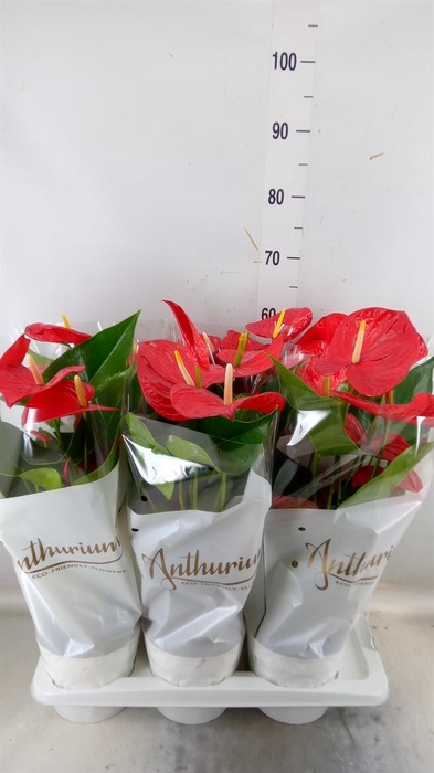<h4>Anthurium andr. 'Minnesota'</h4>