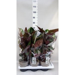 Calathea ...mix 4