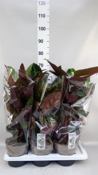<h4>Calathea   ...mix 4</h4>