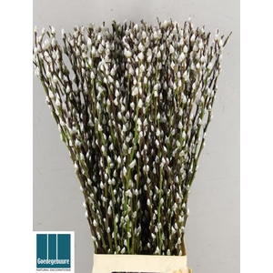SALIX CA SNOW FLAKE