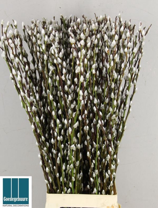 <h4>SALIX CA SNOW FLAKE</h4>