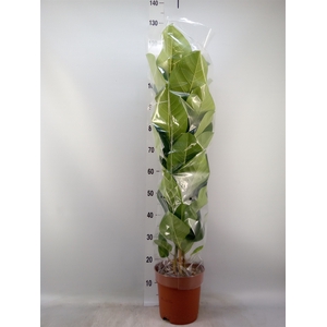 Ficus altissima
