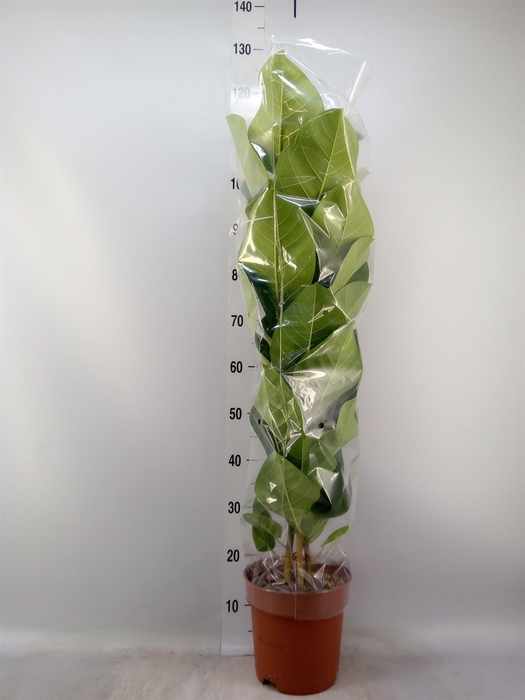 <h4>Ficus altissima</h4>