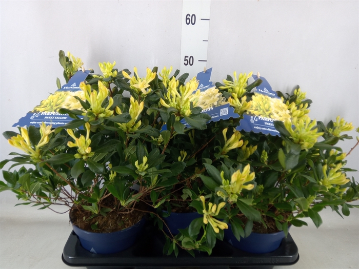 <h4>Rhododendron MO 'Parfumollis Yello'</h4>