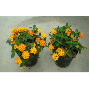 Lantana camara overig