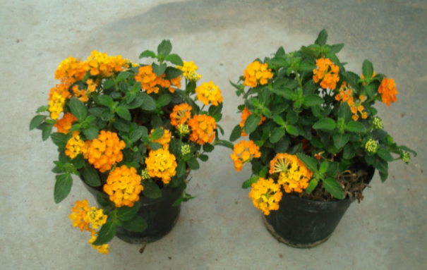 <h4>Lantana camara overig</h4>