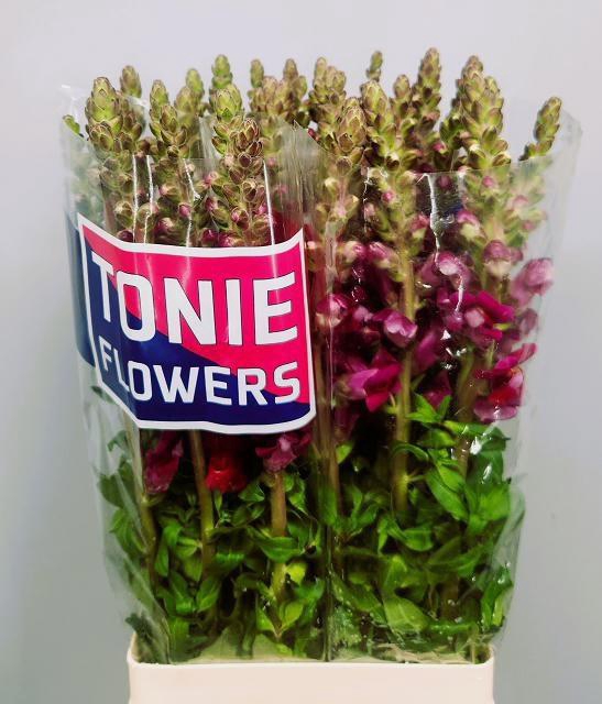 <h4>ANTIR MARY RED</h4>