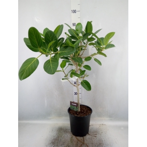 Ficus benghalensis 'Petite Audrey'