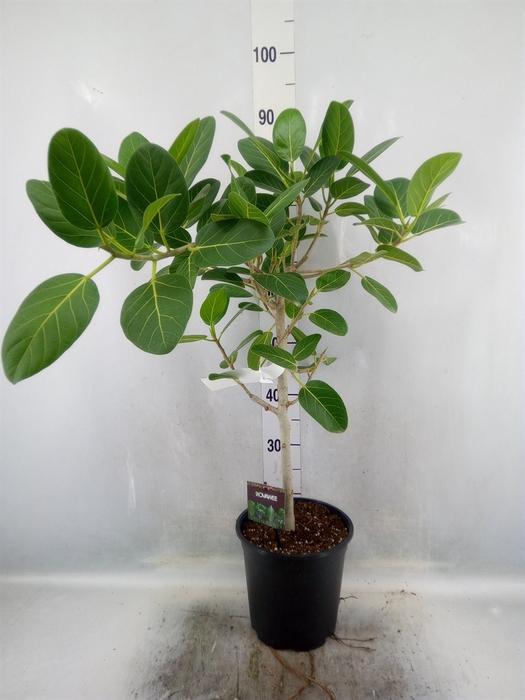 <h4>Ficus benghalensis 'Petite Audrey'</h4>