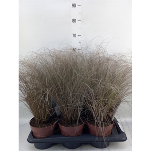 Carex comans 'Bronze Form'