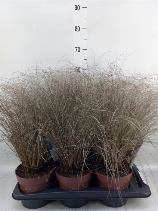 <h4>Carex comans 'Bronze Form'</h4>