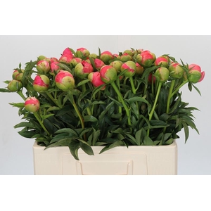 Paeonia Coral Sunset