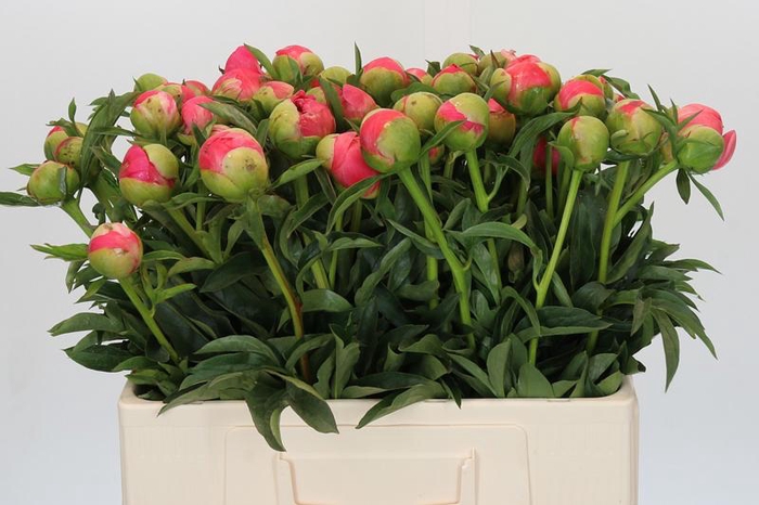 <h4>Paeonia Coral Sunset</h4>