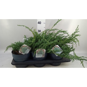 Juniperus squamata 'Blue Carpet'