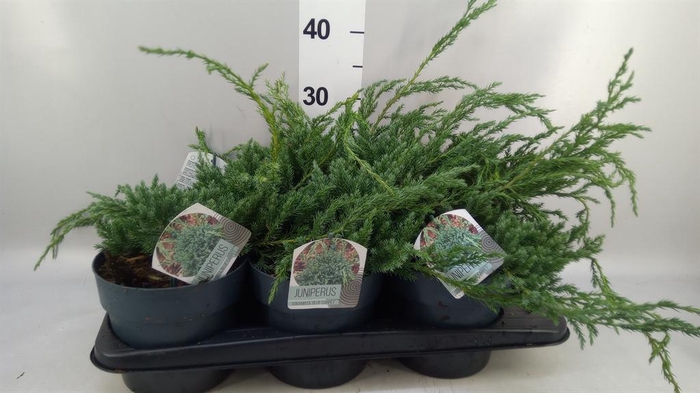 <h4>Juniperus squamata 'Blue Carpet'</h4>