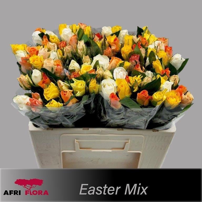 <h4>R Kl Gem In Bos</h4>