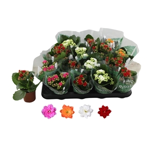 Kalanchoe Rosalina Mix