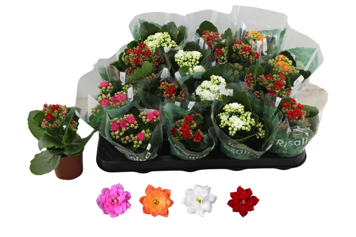 <h4>Kalanchoe Rosalina Mix</h4>