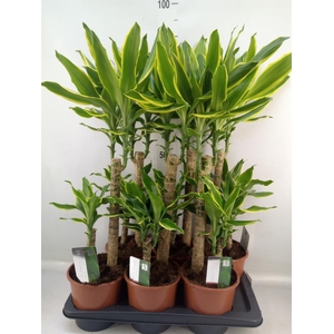 Dracaena frag. 'Golden Coast'