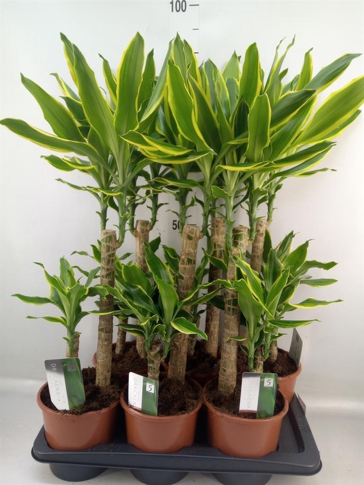 <h4>Dracaena frag. 'Golden Coast'</h4>