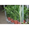 SPATH. COM FLOR P30