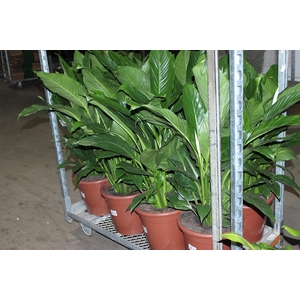 SPATH. COM FLOR P30