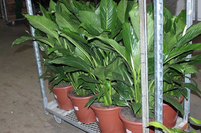 <h4>SPATH. COM FLOR P30</h4>