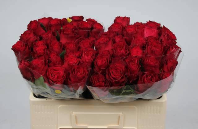 <h4>R GR RHODOS</h4>