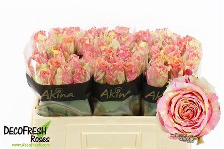 <h4>R Gr Fiesta+</h4>