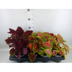 Plectranthus col.   ...mix