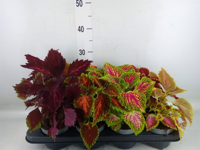 <h4>Plectranthus col.   ...mix</h4>