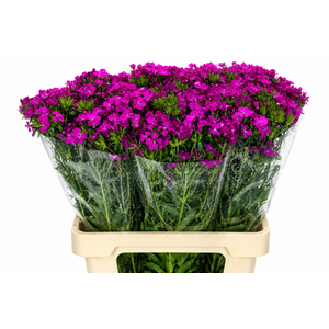 Dianthus Br Amazon Neon Purple