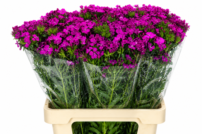 Dianthus Br Amazon Neon Purple