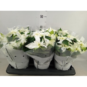 Euphorbia pulc. 'Princ White'