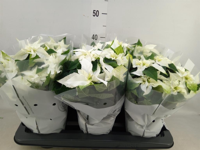 <h4>Euphorbia pulc. 'Princ White'</h4>