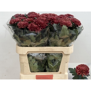 CHR G BIGOUDI RED