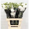 Lisianthus do alissa white