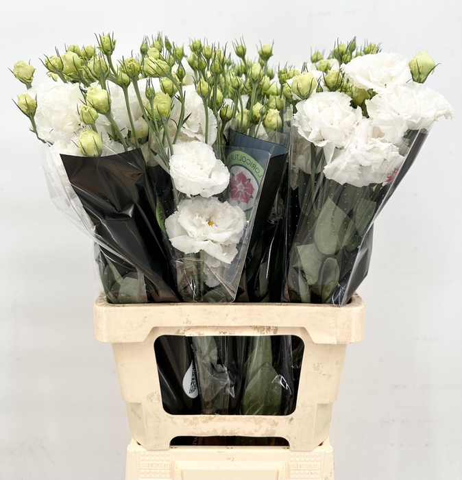 Lisianthus do alissa white