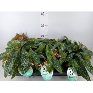 Begonia BD 'Double Dot'