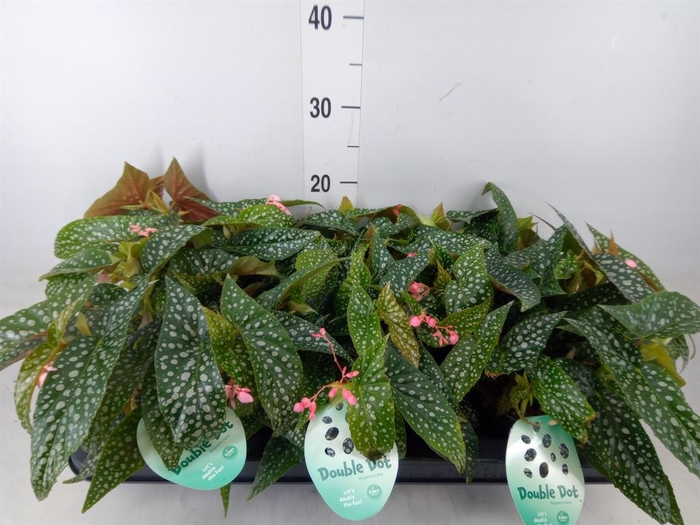 <h4>Begonia BD 'Double Dot'</h4>