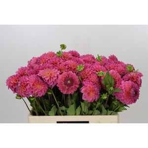 Dahlia Pink Suffusion