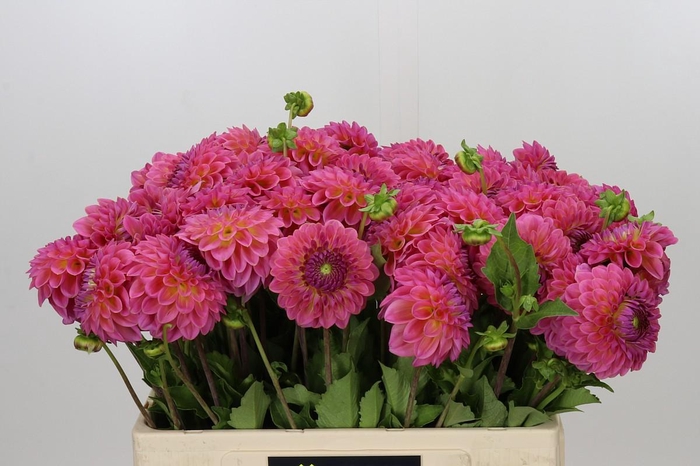 <h4>Dahlia Pink Suffusion</h4>
