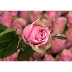 Rosa large athena royale