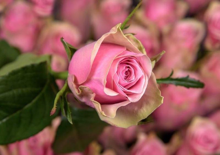 <h4>Rosa large athena royale</h4>