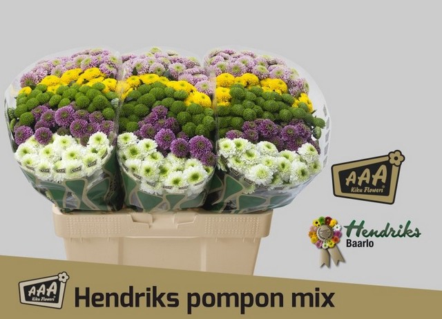 <h4>Chrys sa mix pompon</h4>