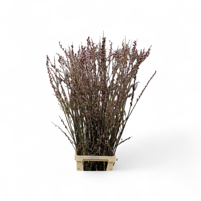 <h4>SALIX CH RED PASSION</h4>