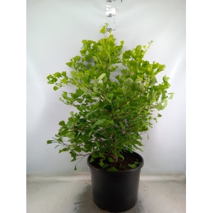 Ginkgo biloba   ...